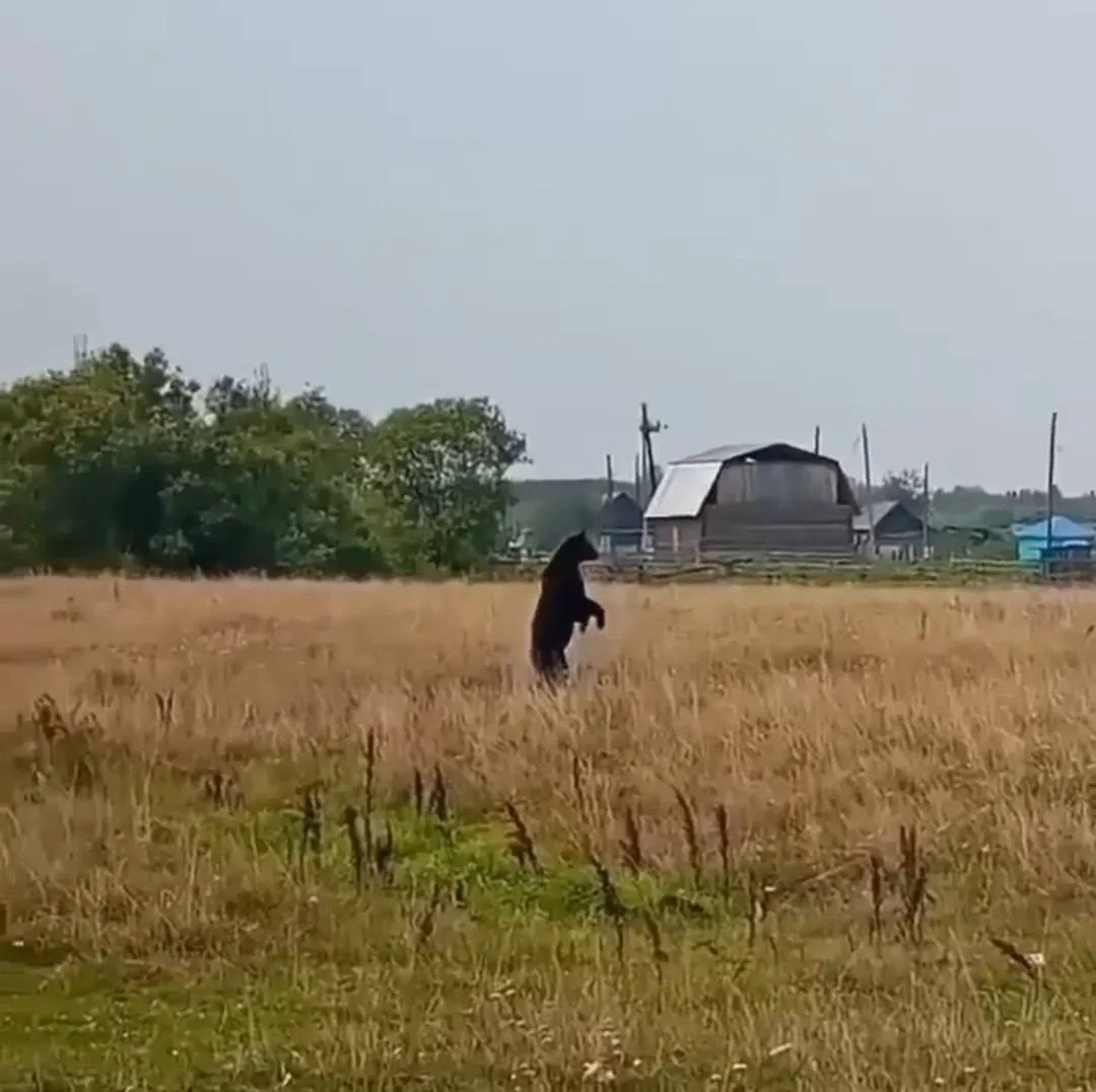 В Саргатском районе Омской области медведь спокойно прошёлся по деревне: вставал на зад...