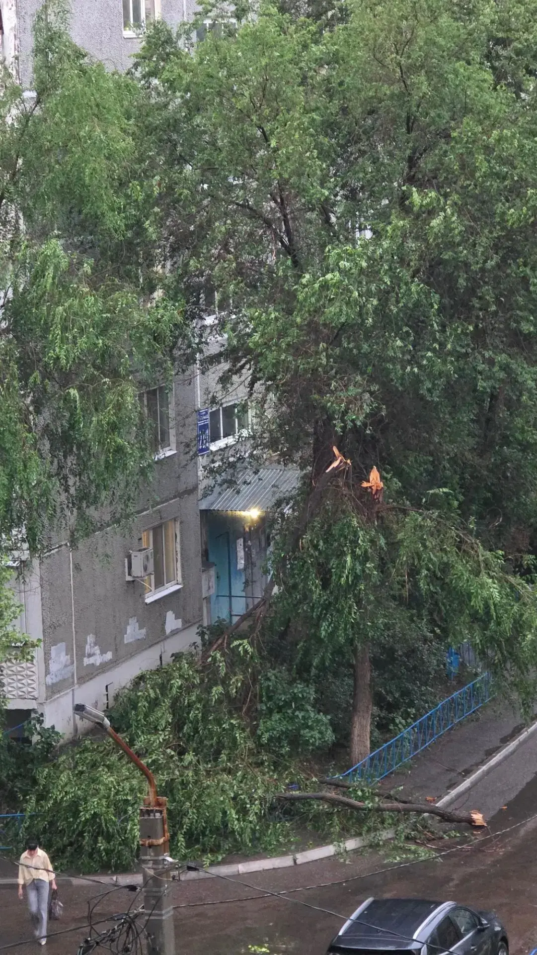 В Оренбурге продолжают падать деревья