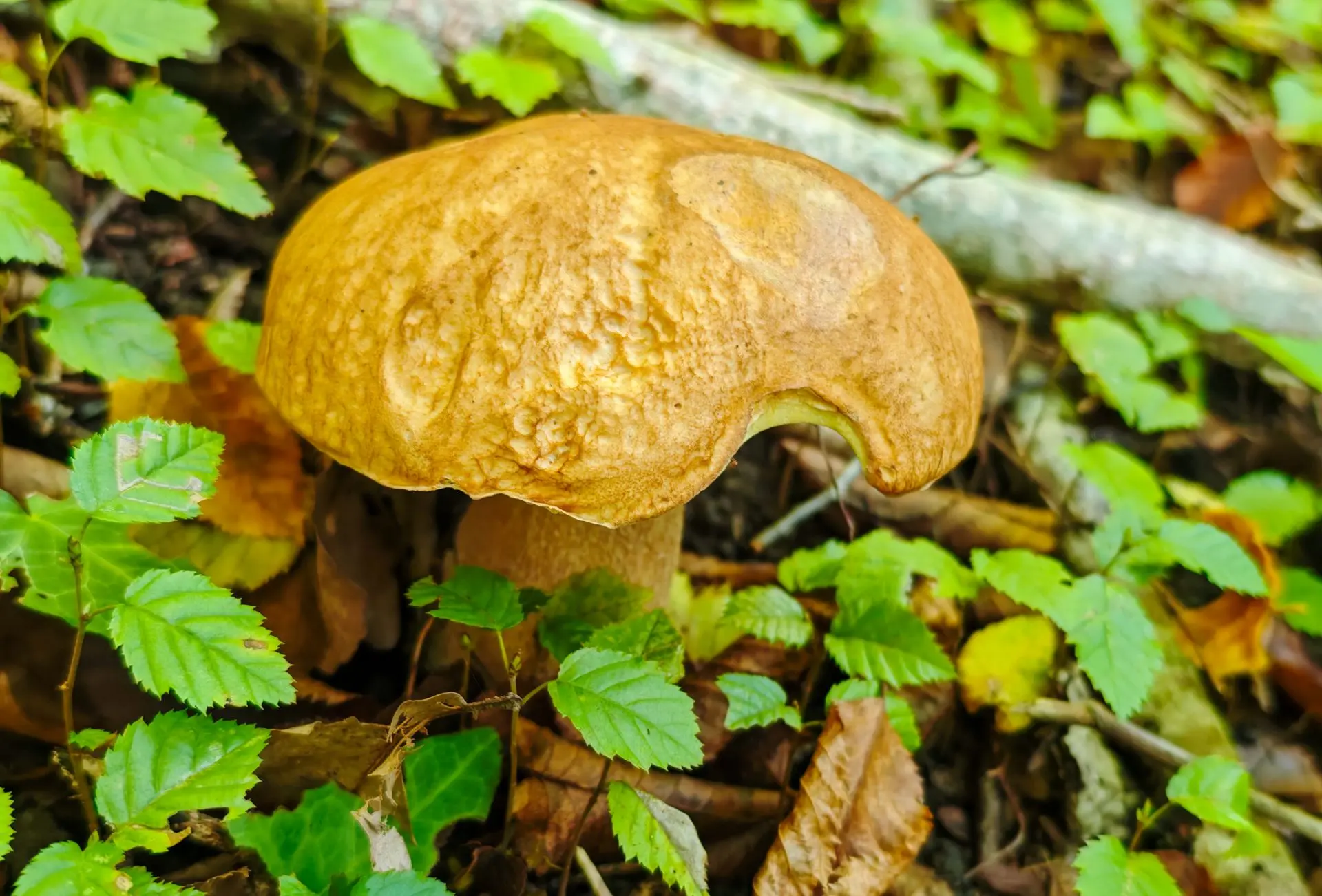 🍂🍄🍁Немного туапсинских грибочков в ленту...😊