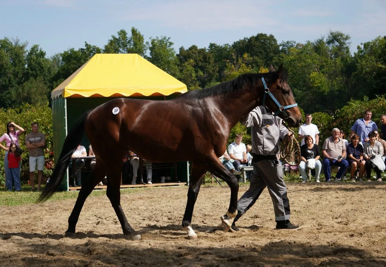 🐎 Осенний аукцион в конном заводе «Восход» собрал профессионалов со всей страны: 33 ло...