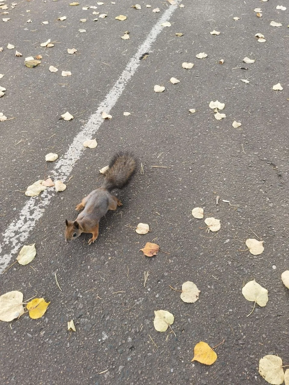 🍂 Осенняя палитра Глуховского парка