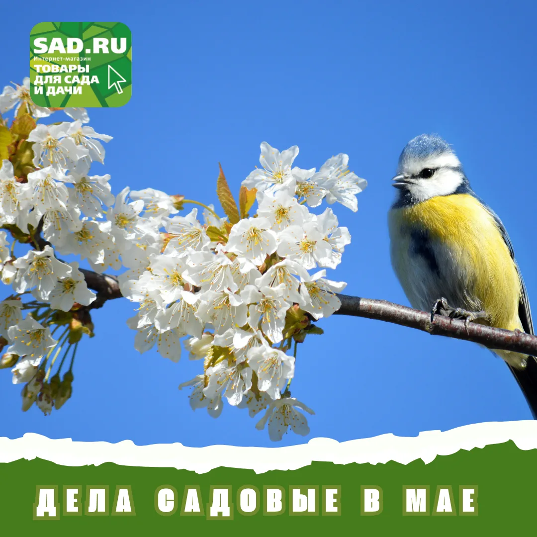 ДЕЛА САДОВЫЕ В МАЕ
