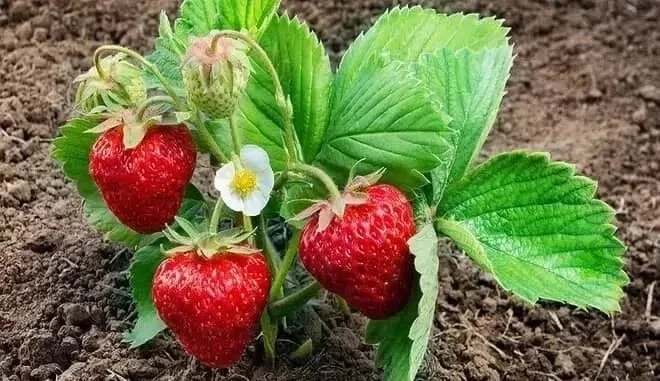 🍓 КЛУБНИКА: Июльский план «ведра урожая» на следующий год!