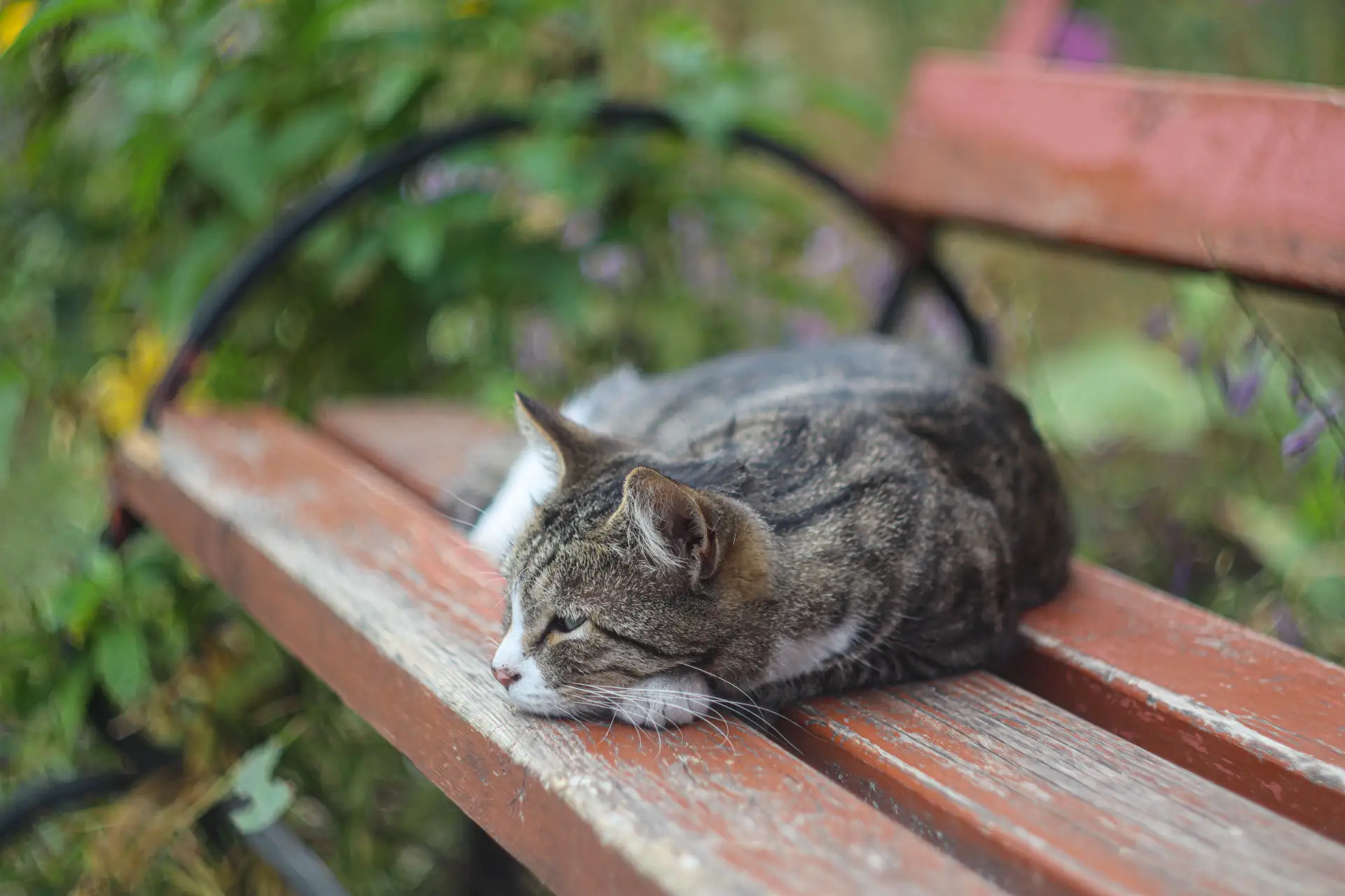 🍂 Осень пришла — котя загрустила 😿