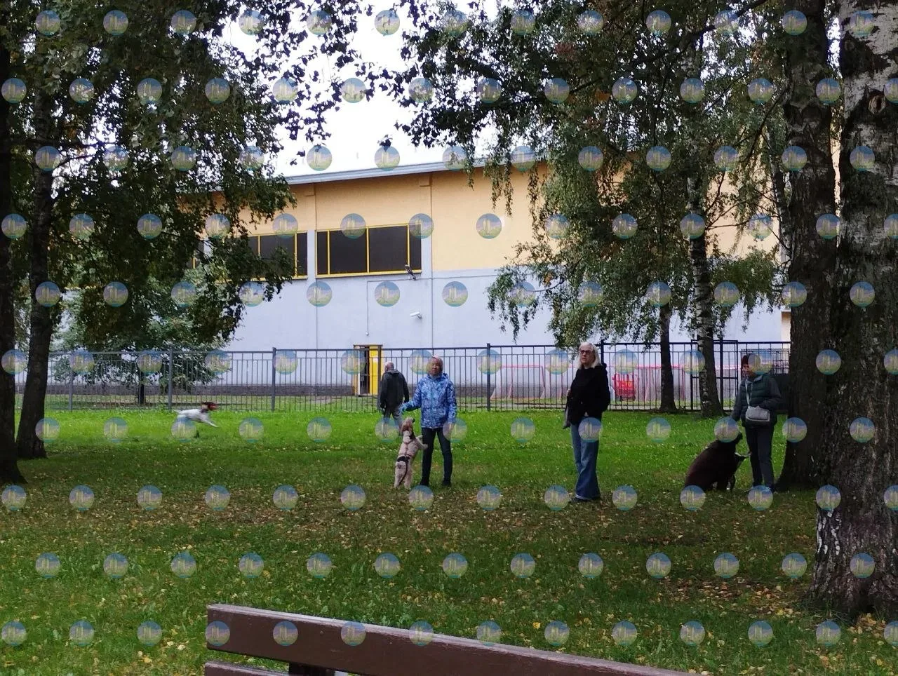 Собаки без поводков напугали посетителей парка «Прометей»