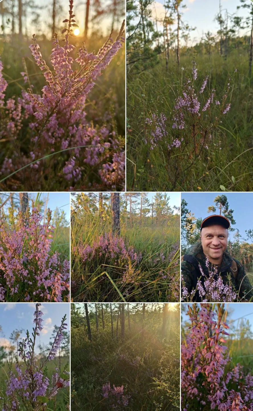 Пришло время цветению вереска — чему особенно рады пчёлы 🪻🐝                          ...