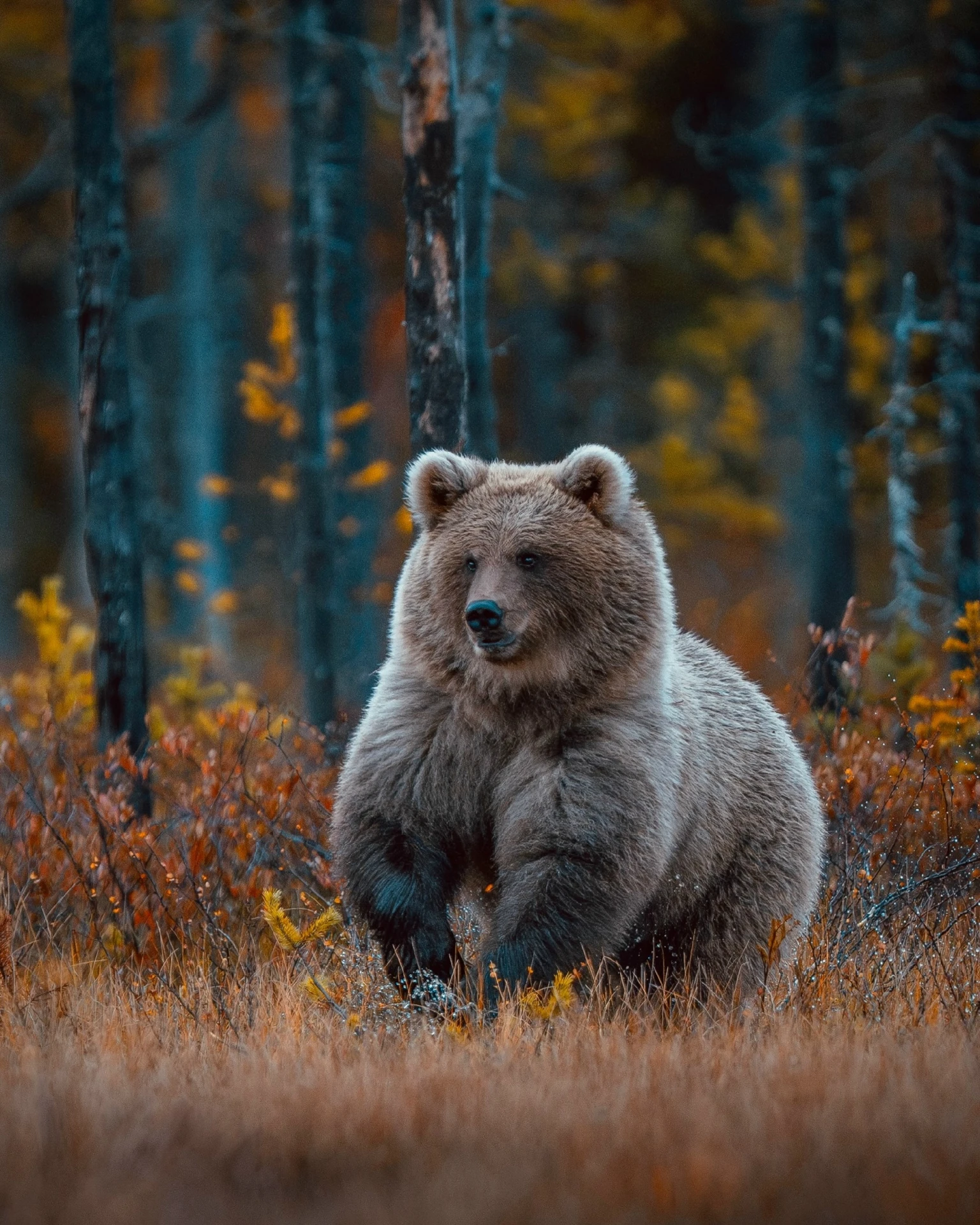 Малышка 🐻