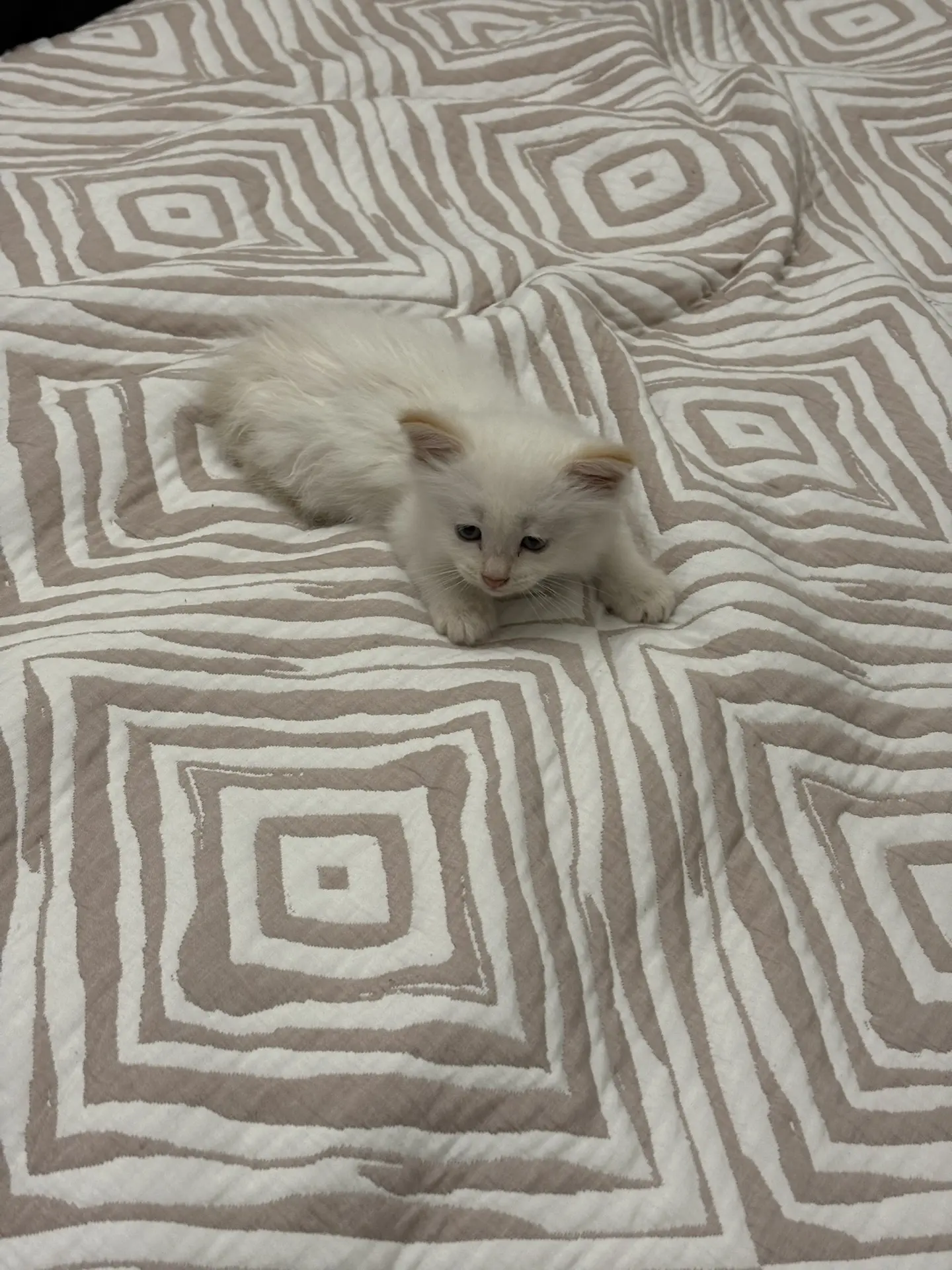 Отдадим котенка в добрые хорошие руки, игривый, очень ласковый к лотку приучен