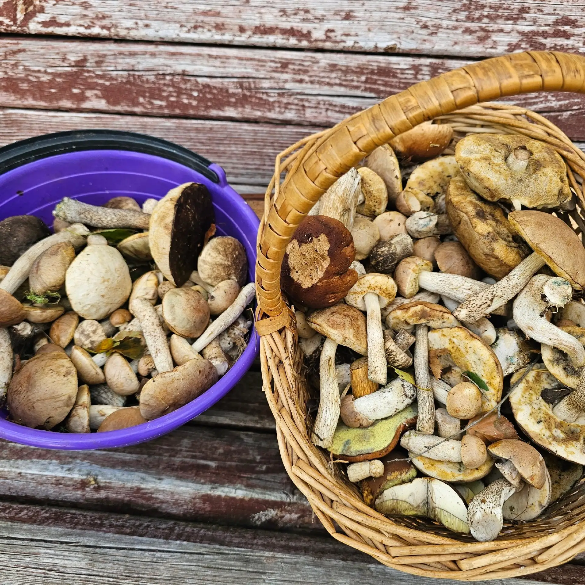 🍄 Грибной сезон открыт! Готовим корзины и вспоминаем правила

Пришло время тихой охоты! Чтобы лесна