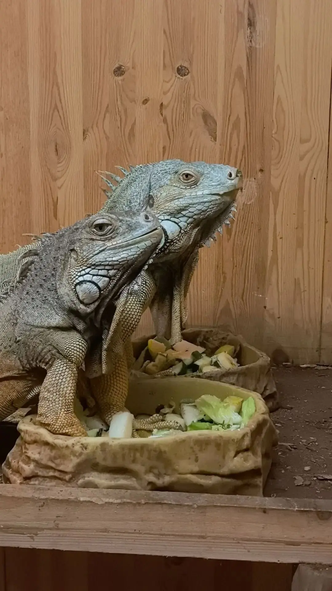 🦎Знакомьтесь с нашими звёздами 🌟