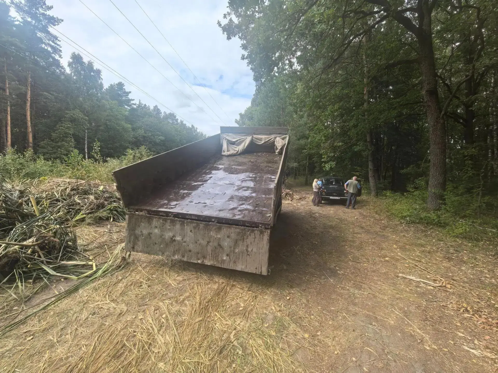 🌲 Камыш в лесу обернётся штрафом до 50 тысяч
