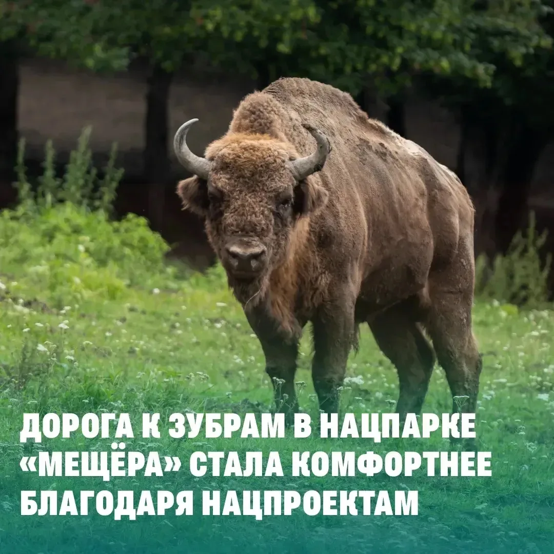 Хотите увидеть красавцев-зубров?