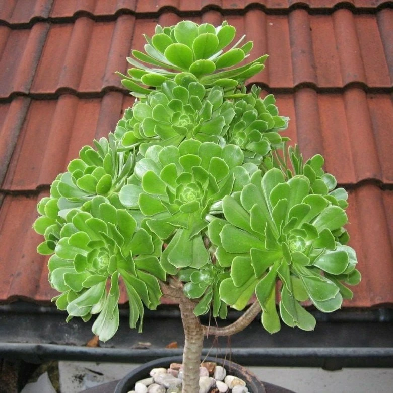 ЭОНИУМ 🌵