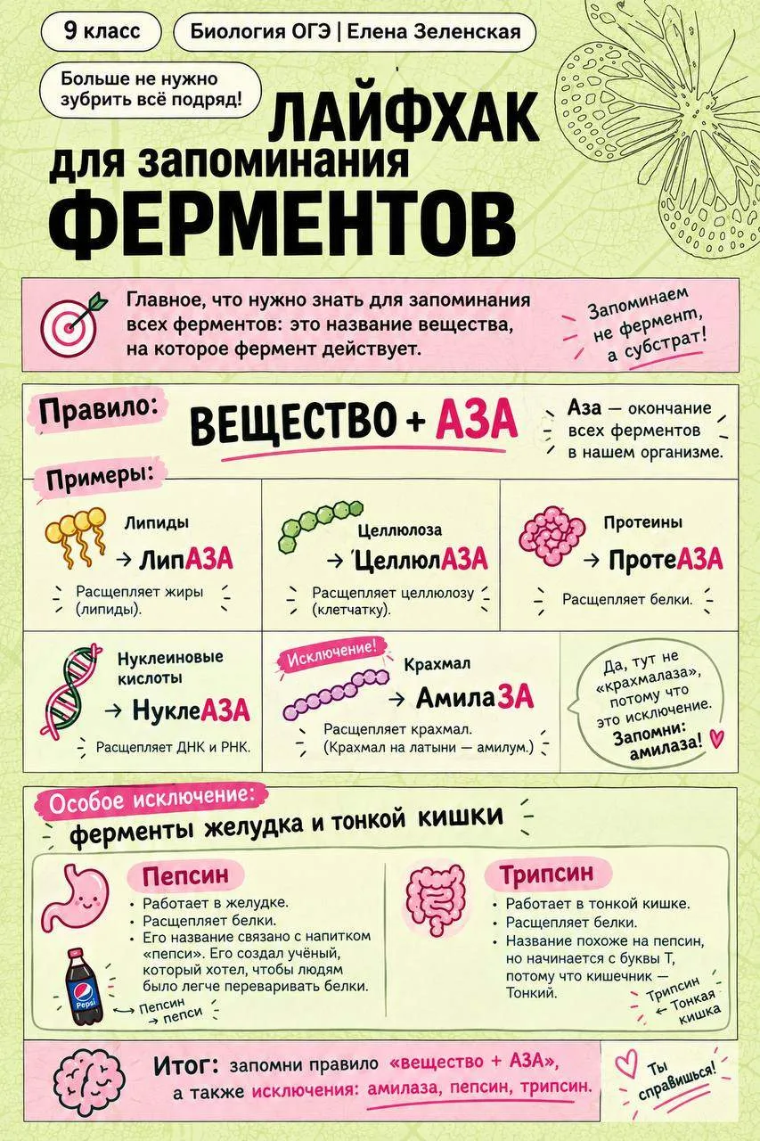 ОДНА КАРТОЧКА ОТ ЛЕНЫ ЗЕЛЕНСКОЙ — И ТЫ ЗНАЕШЬ ВСЕ ФЕРМЕНТЫ 👀