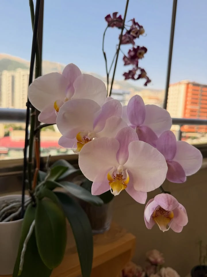 Изображение 1 к публикации «ПР | Про Растения 🌺»