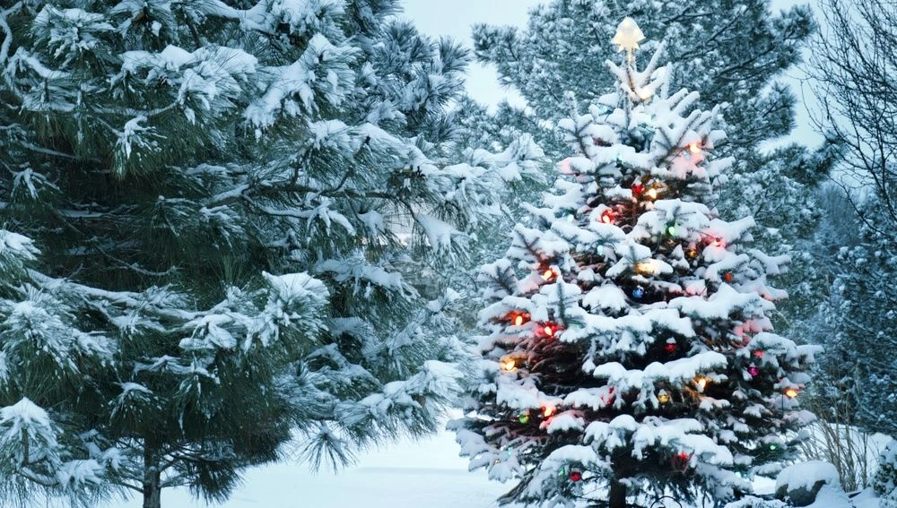 🎄НОВЫЙ ГОД В КАРЕЛИИ + САНКТ-ПЕТЕРБУРГ И ВЕЛИКИЙ НОВГОРОД🎄
