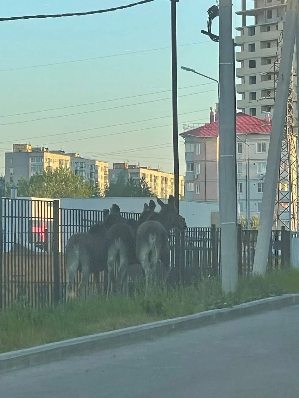 Лосиный отряд на днях забрел в Заволжский район Ярославля.  Наш регион богат фауной, и появление лос