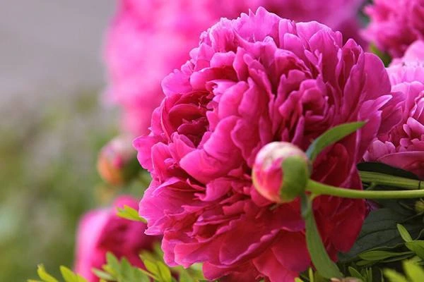 Зимняя посадка пионов 🌺