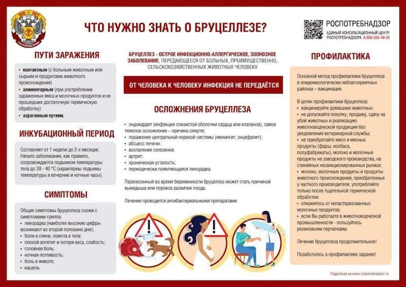 Бруцеллез. Чем опасно сырое молоко и мясо?
Покупая в деревне домашнюю свинину или желая попробовать 