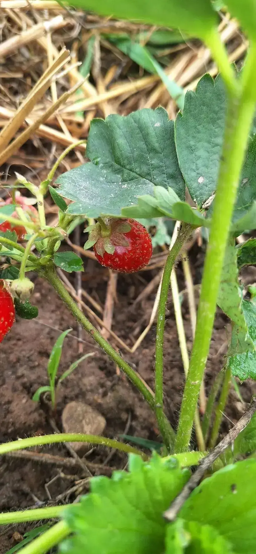 👨‍🌾От первого ростка до собственной рассады: юные агрономы получили первый урожай клу...