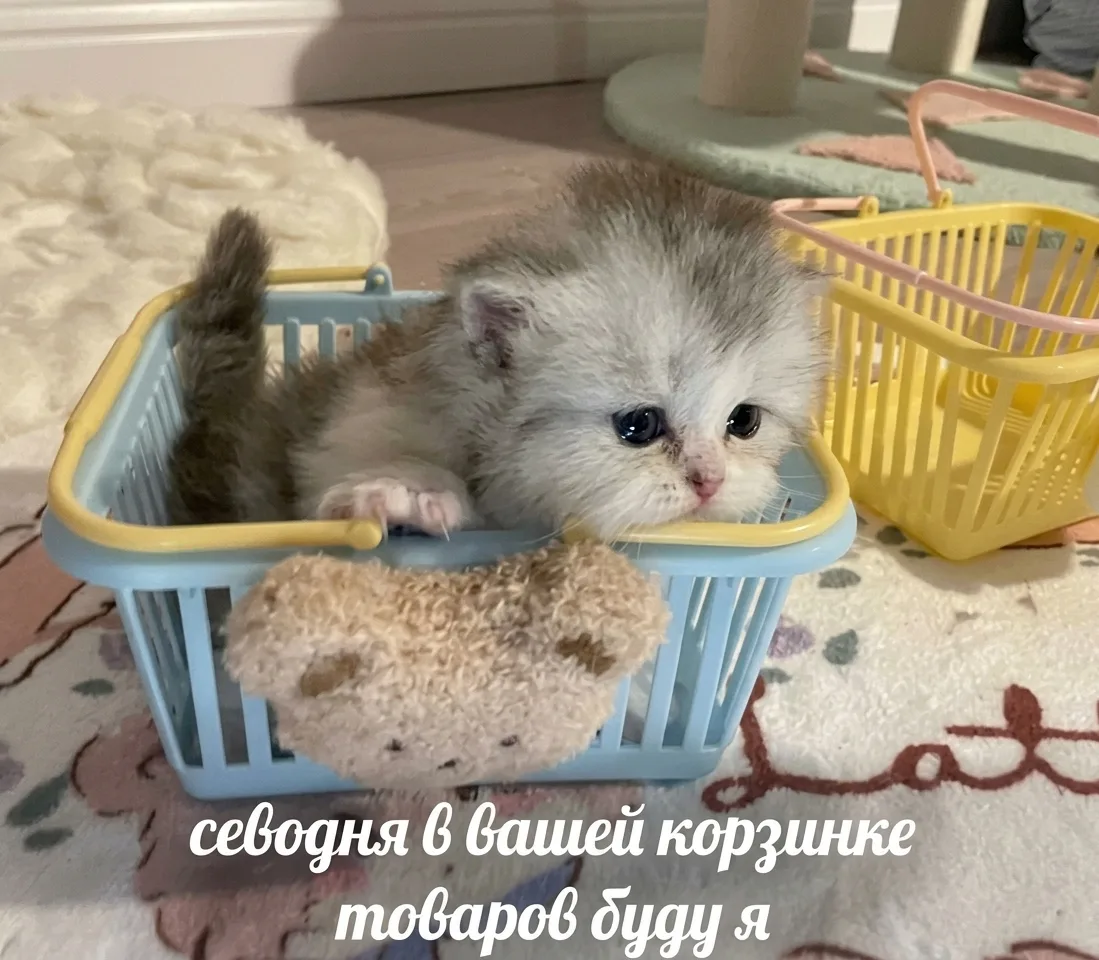 🛒 Сегодня в вашей корзине...

Кот в корзине — это мило.
Кот в корзине с вакансиями — это уже карьер
