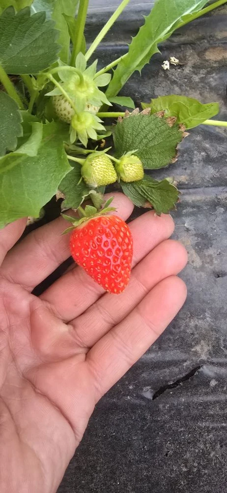 В теплице уже ягодки 🍓