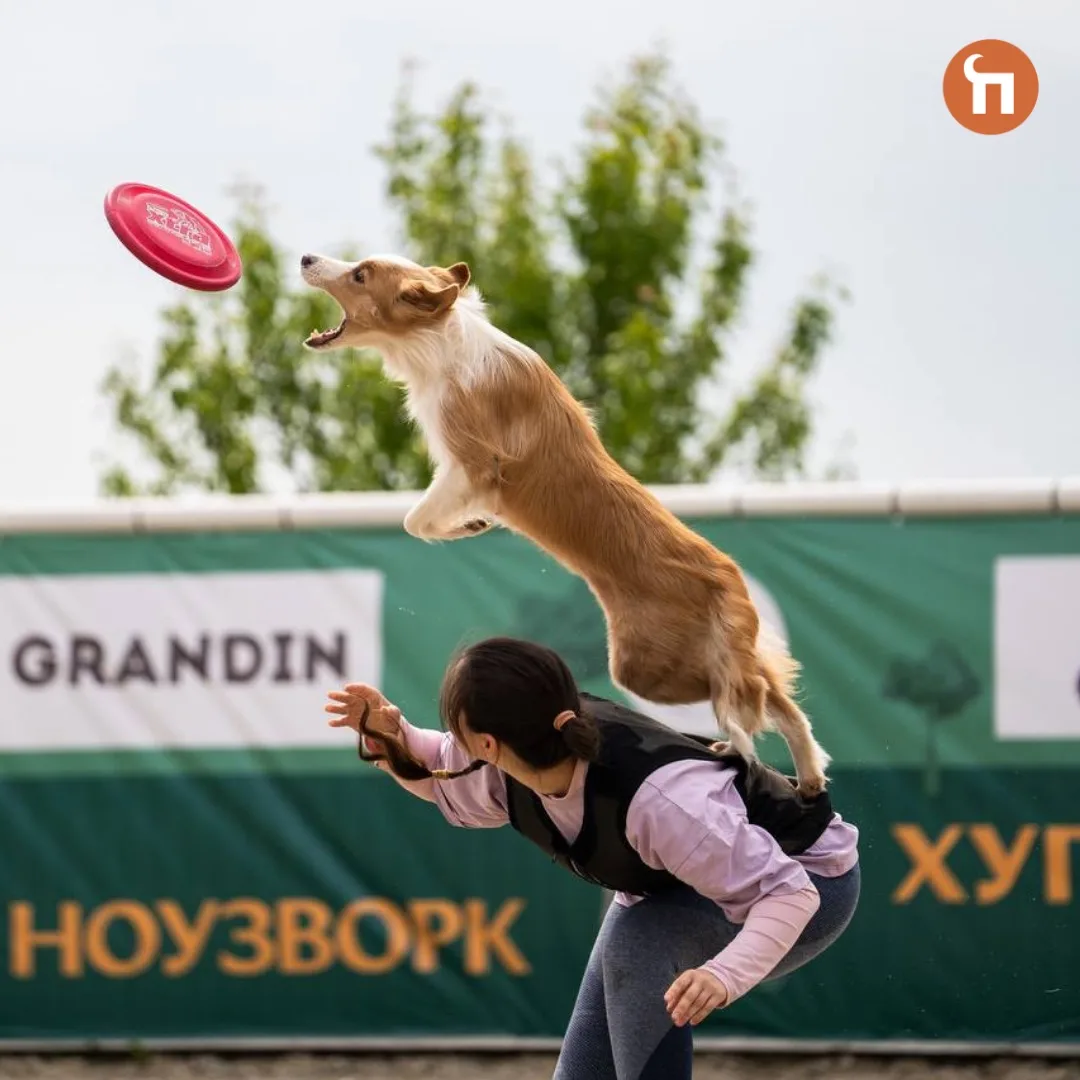 😉Друзья, хотите на одной арене увидеть сразу 200+ пород собак?