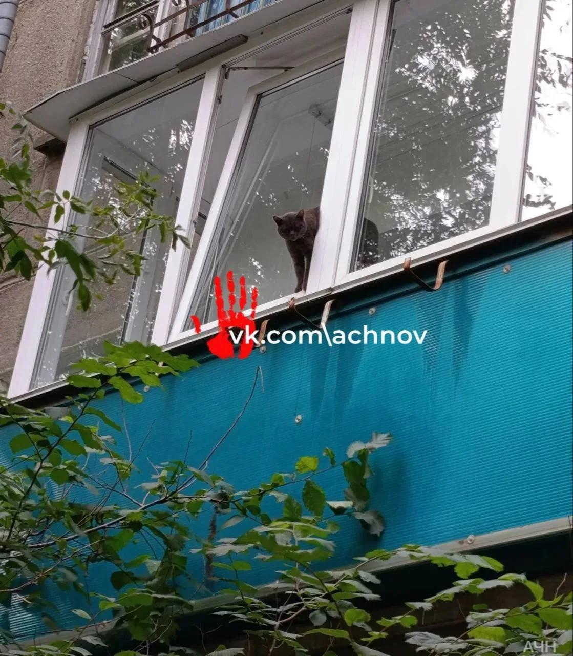 😿 Котик из Магнитогорска погиб после падения в окно на микропроветривании