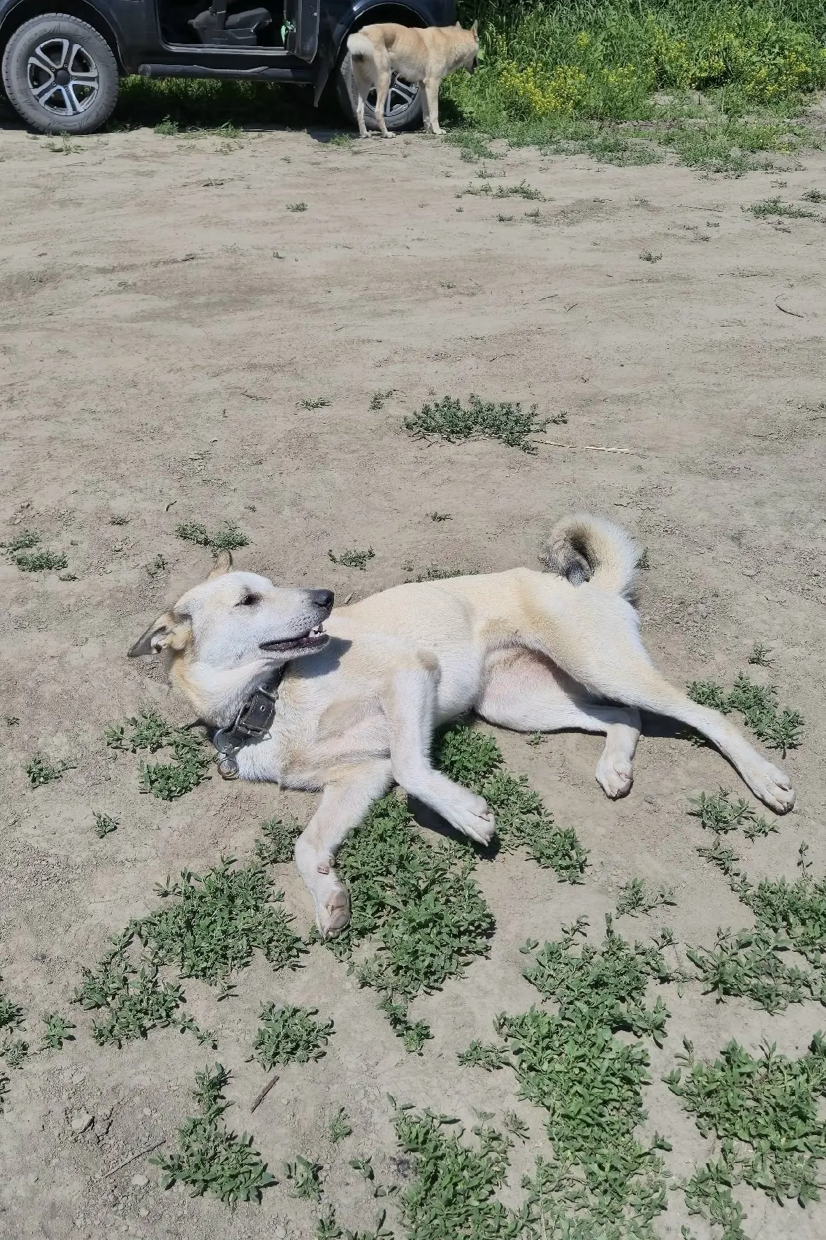 В Салтымаково на берегу реки уже давно находятся две лайки. Никуда не уходят. Может быт...