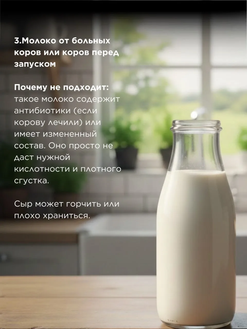 ✖️Какое молоко точно НЕ подходит для сыра?  От выбора молока зависит качество и вкус сыра в первую о