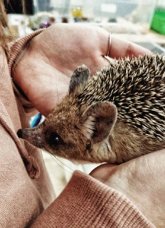 Фестиваль ежей пройдёт в Питере 1 и 2 августа 🦔
С 12:00 до 19:00 в лофт-проекте «Этажи» можно будет