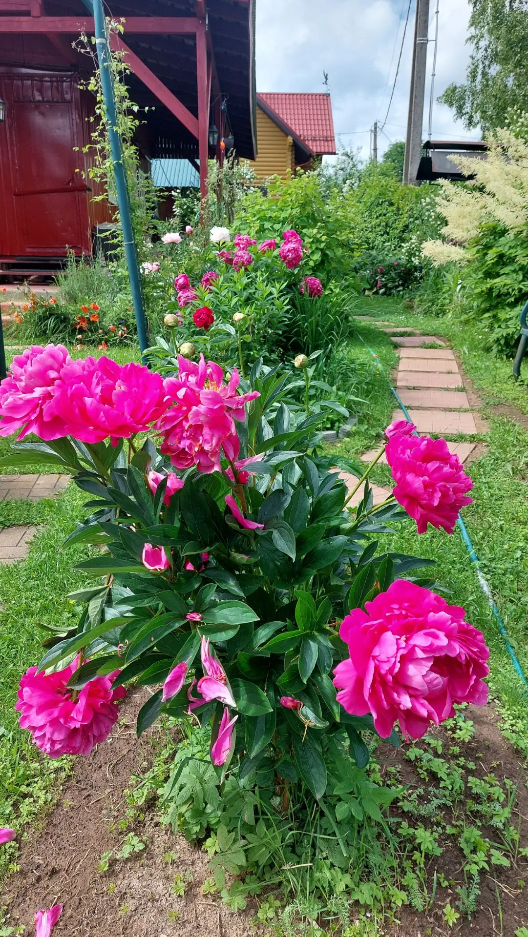 Когда ждёшь пионов долго, приезжаешь к ним, а тут повал после ливня... 🤔