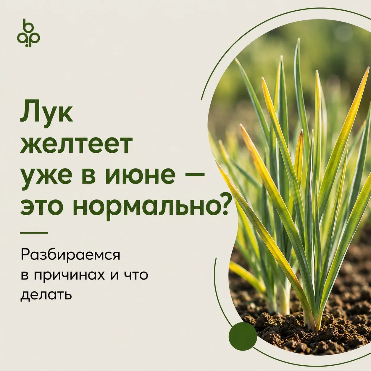 🧅 Лук желтеет уже в июне — это нормально?

Многие дачники начинают переживать, когда замечают, что 