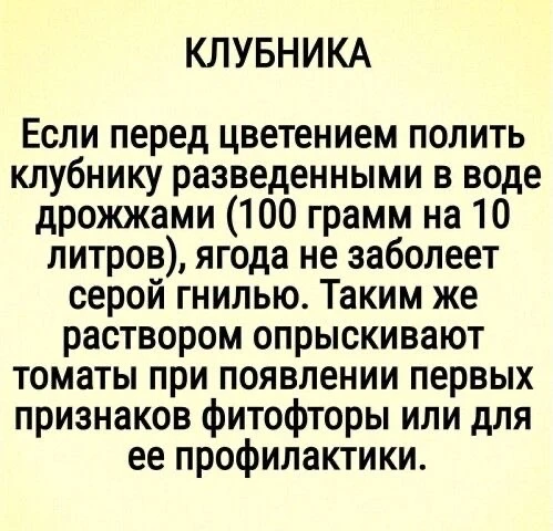 Защита клубники и томатов: эффективный народный метод 🍓🍅