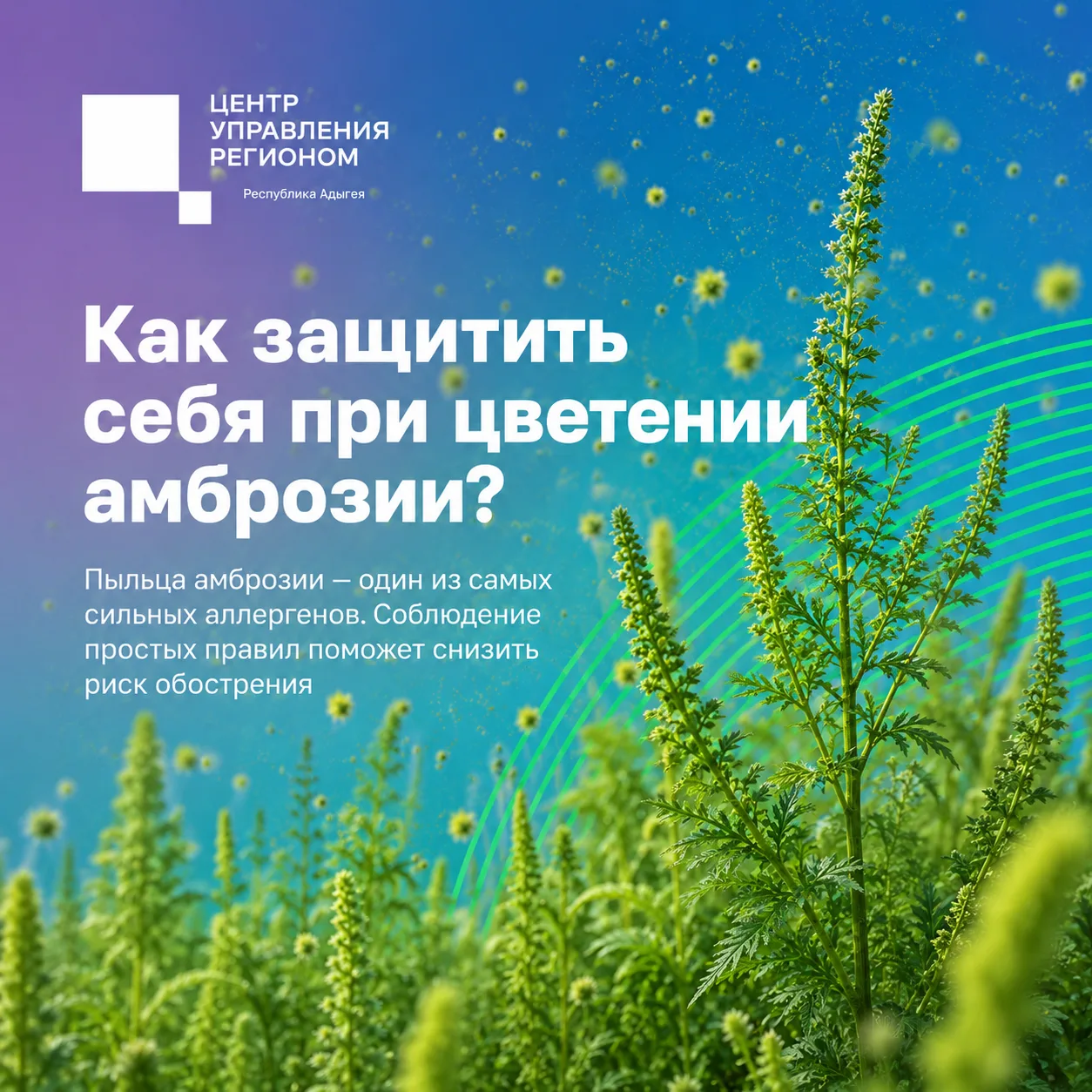🌾Цветение амброзии — время повышенного риска для аллергиков. Простые меры помогут умен...