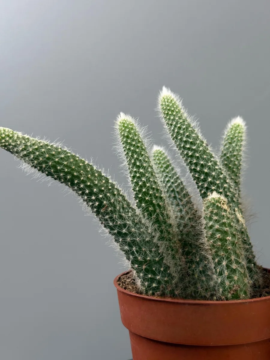 🌵 КАКТУС, КОТОРЫЙ ХОЧЕТСЯ РАЗГЛЯДЫВАТЬ!

Знакомьтесь — Хильдевинтера коладемононис, известная как