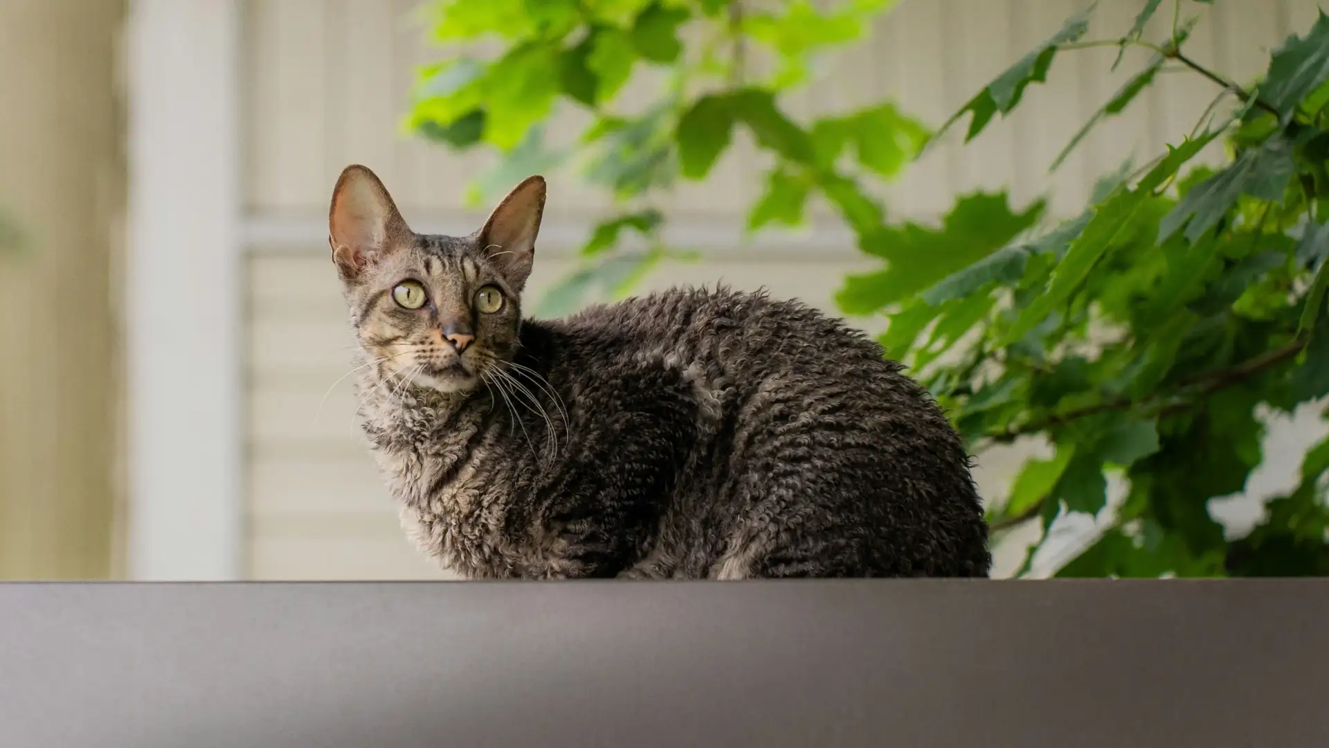 🐈 Чем корниш-рекс удивляет новых хозяев