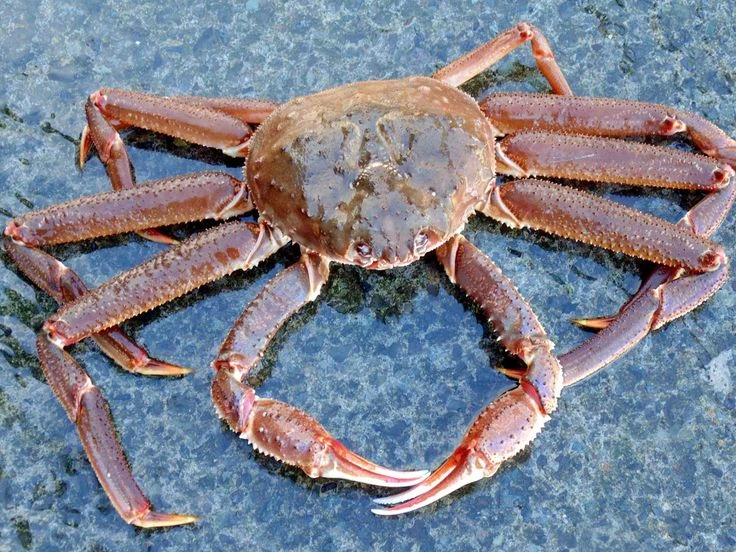 🦀 Краб-стригун — подводный косарь с клешнями-ножницаами.