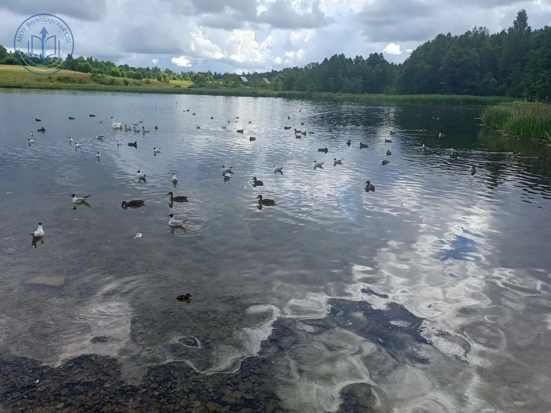 🦢 Озеро, в котором кипит жизнь