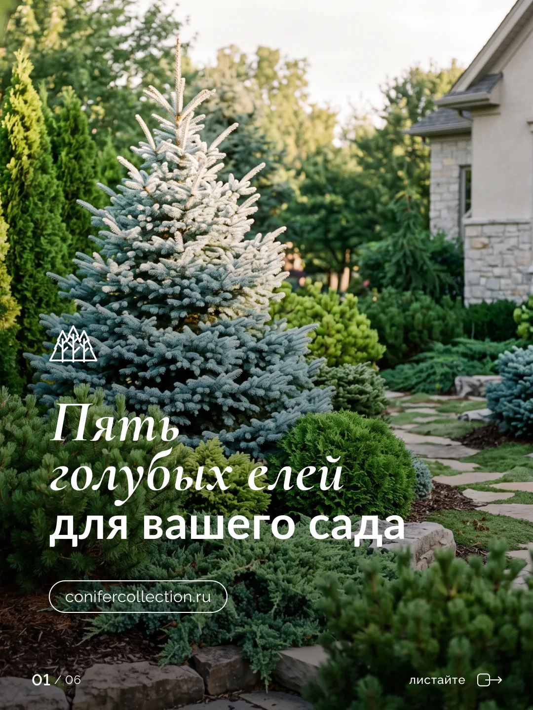 Голубые ели
