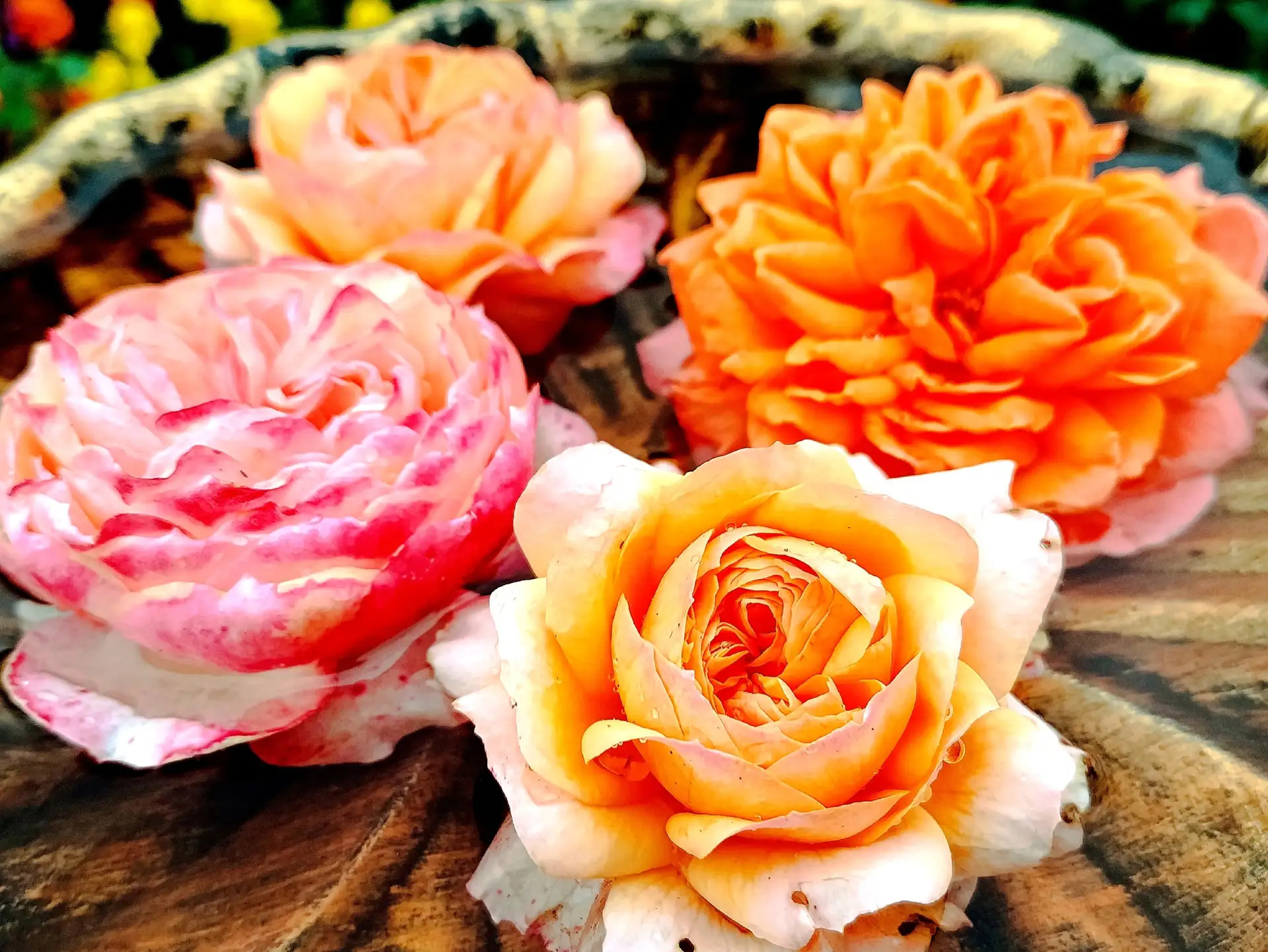 Растём, цветём и пахнем несмотря ни на что 🌹