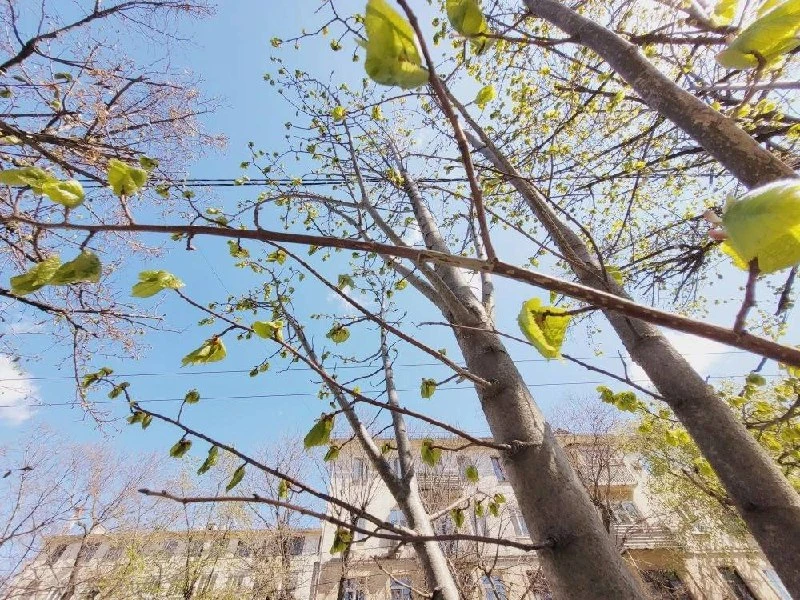 Молодые липы на улице Гоголя, которые мы посадили в прошлом году, выпустили первые листочки   В дека