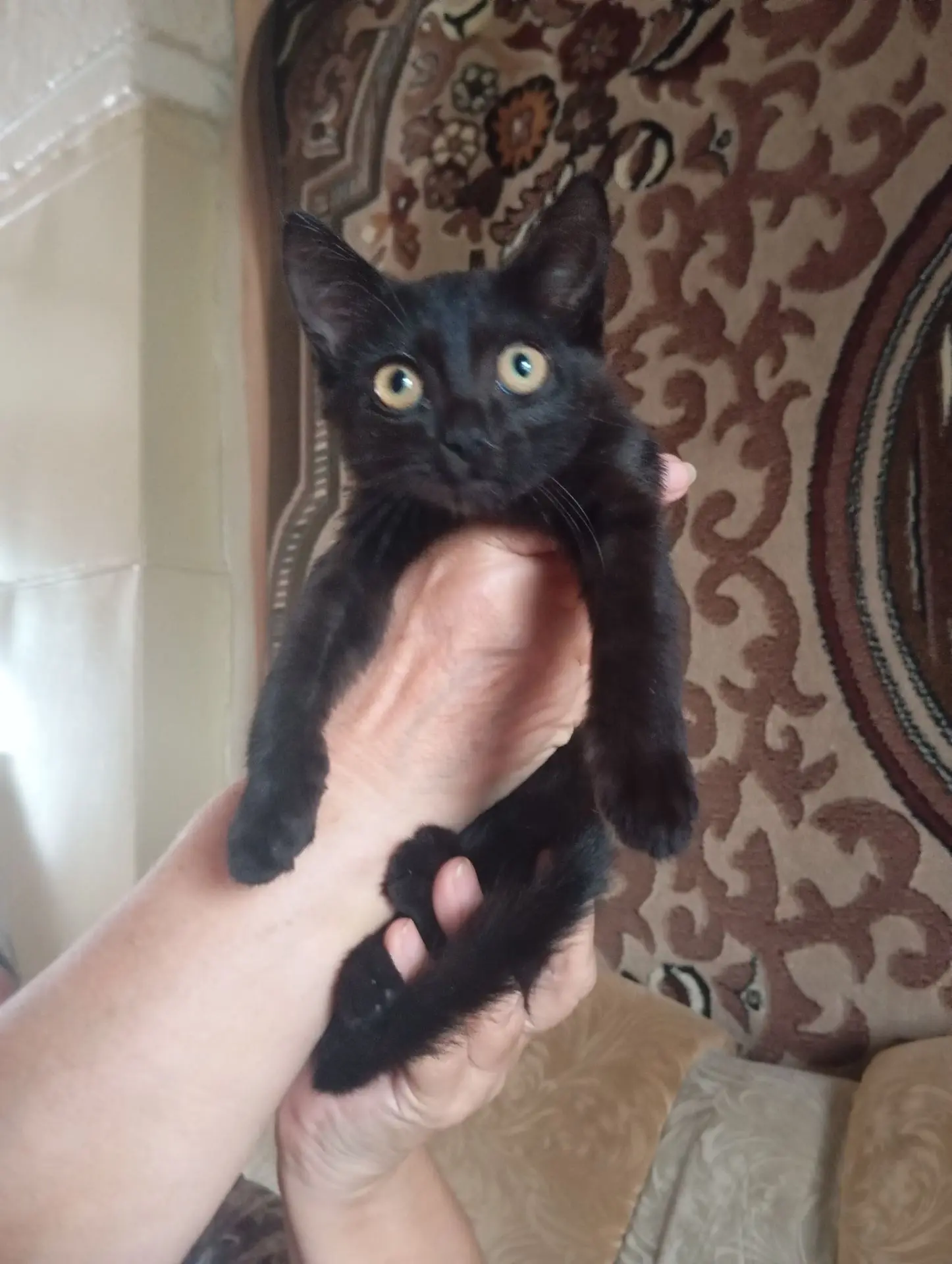 Здравствуйте! Отдам котят в добрые руки .,Котята не от домашней кошки .Я нашла их совсе...