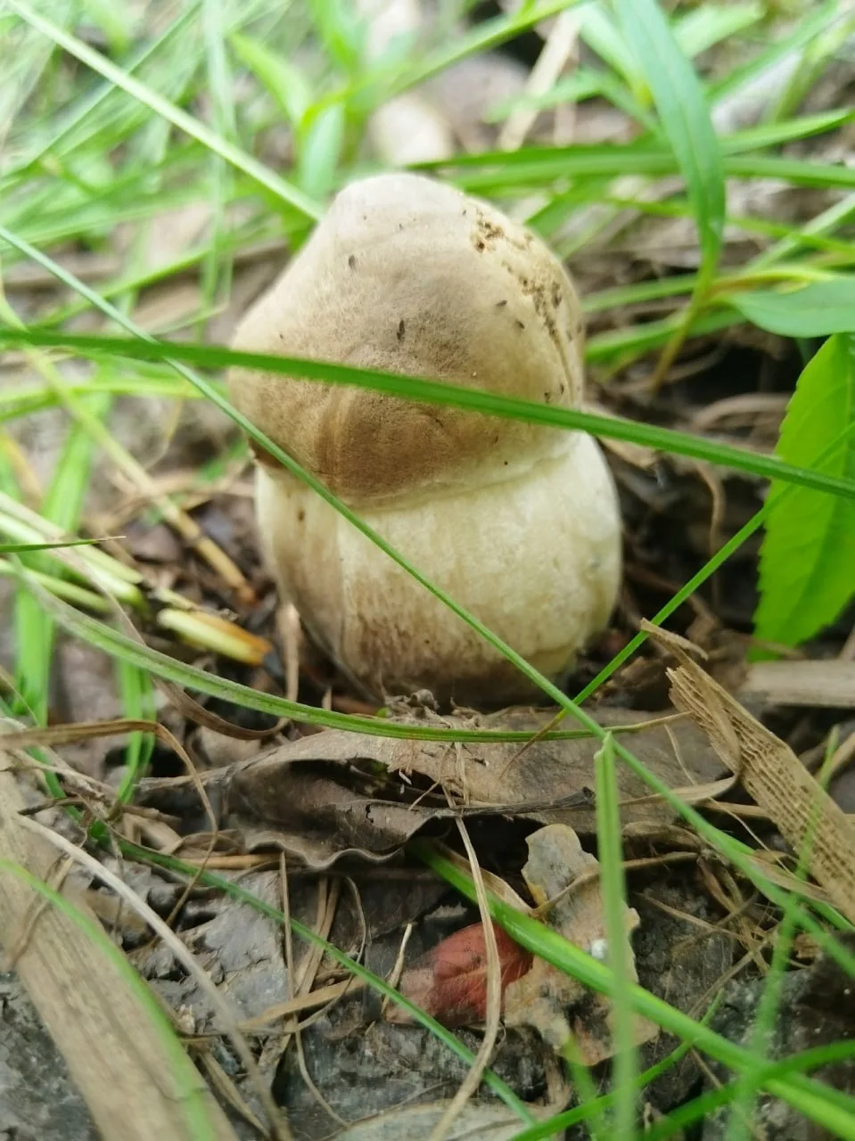 🍄‍🟫Самарские грибники хвастаются своим уловом