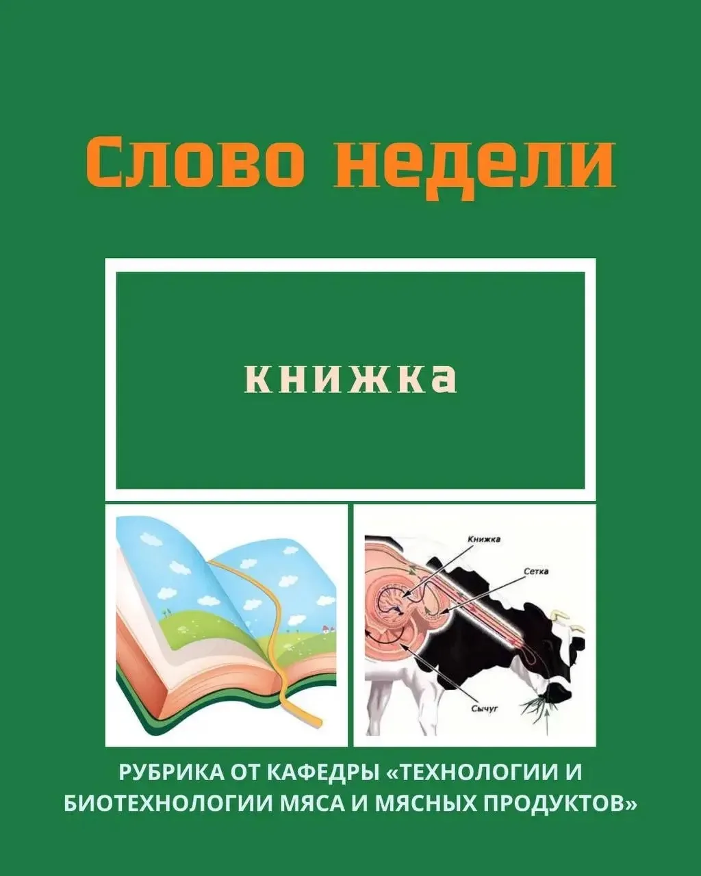 Миф №1: «У коровы четыре отдельных желудка» 🐄  На самом деле у коровы один желудок, разделённый на ч