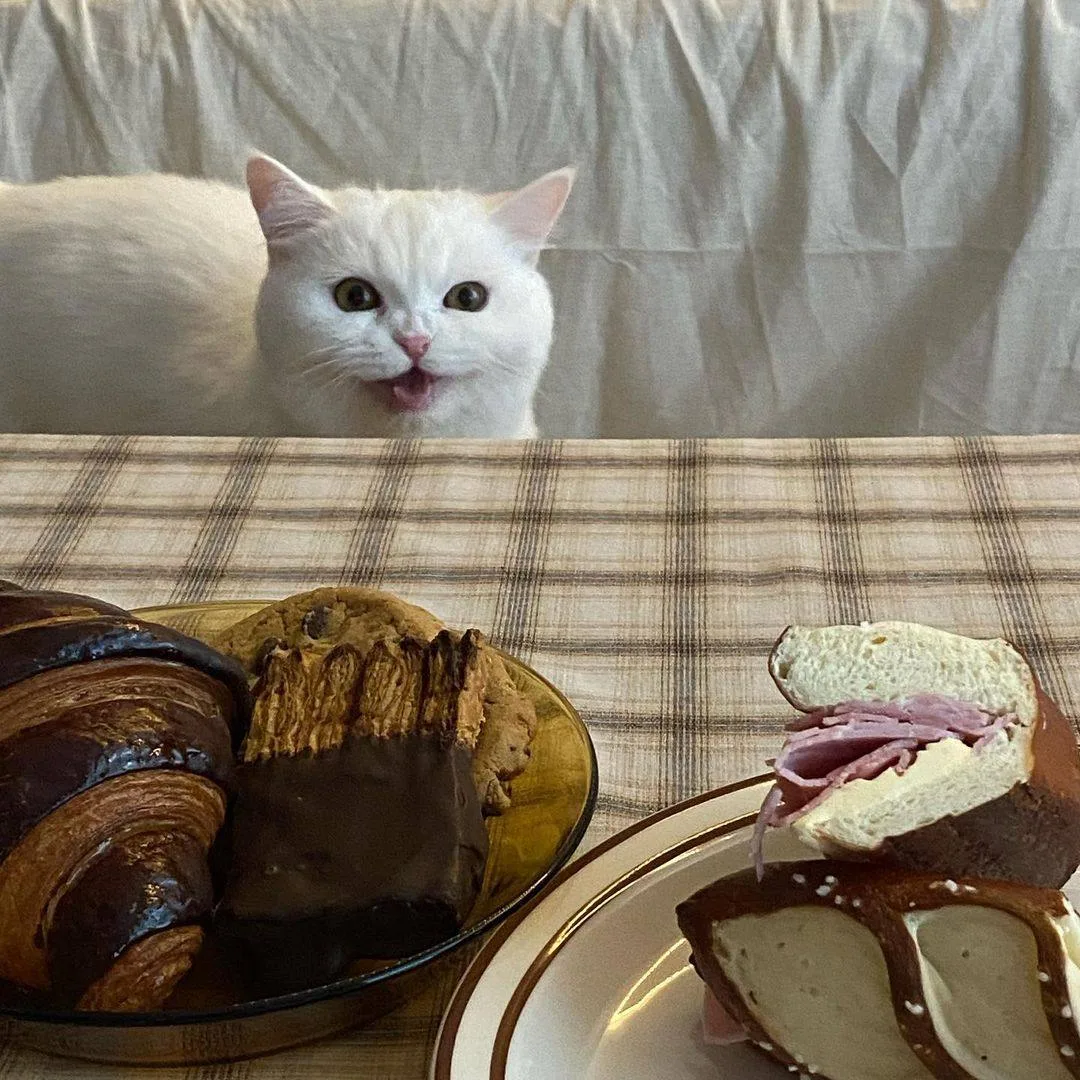 Котофакт дня 🐾

Коты почти не чувствуют сладкий вкус — их рецепторы не настроены на него. Зато обон