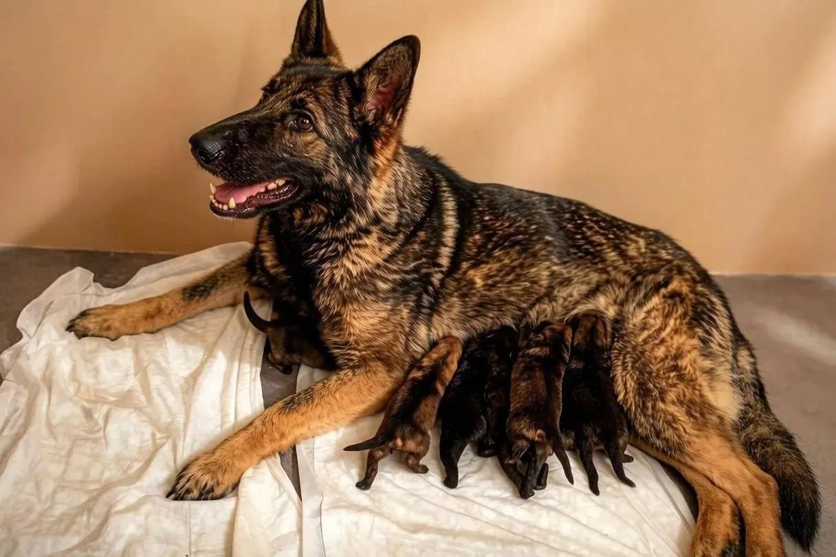 🐶 В борисоглебской ИК-9 произошло пополнение: две немецкие овчарки стали мамами в один...