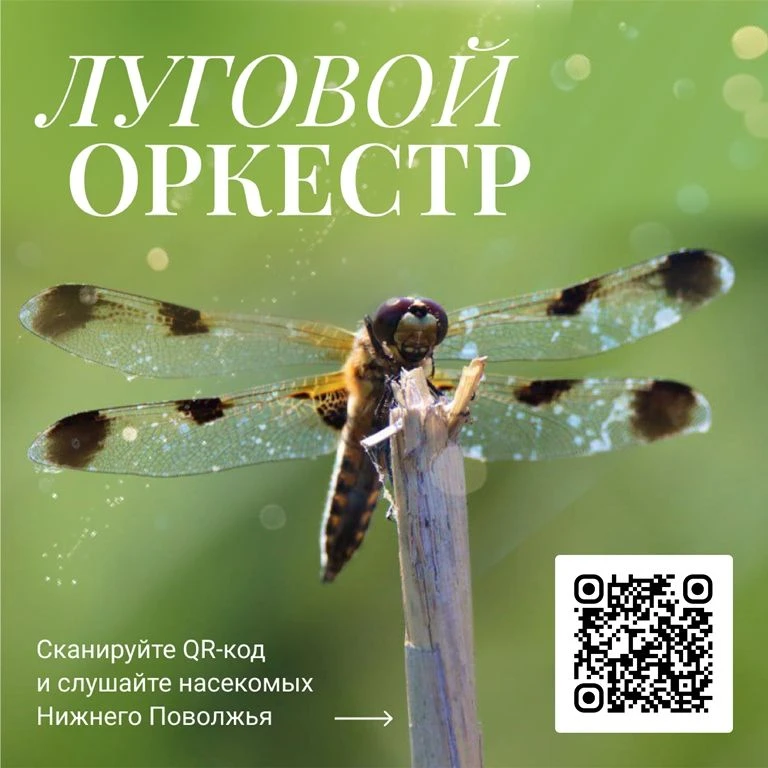 🦗Жужжи, трещи, кузнечики! Ваш личный оркестр насекомых!