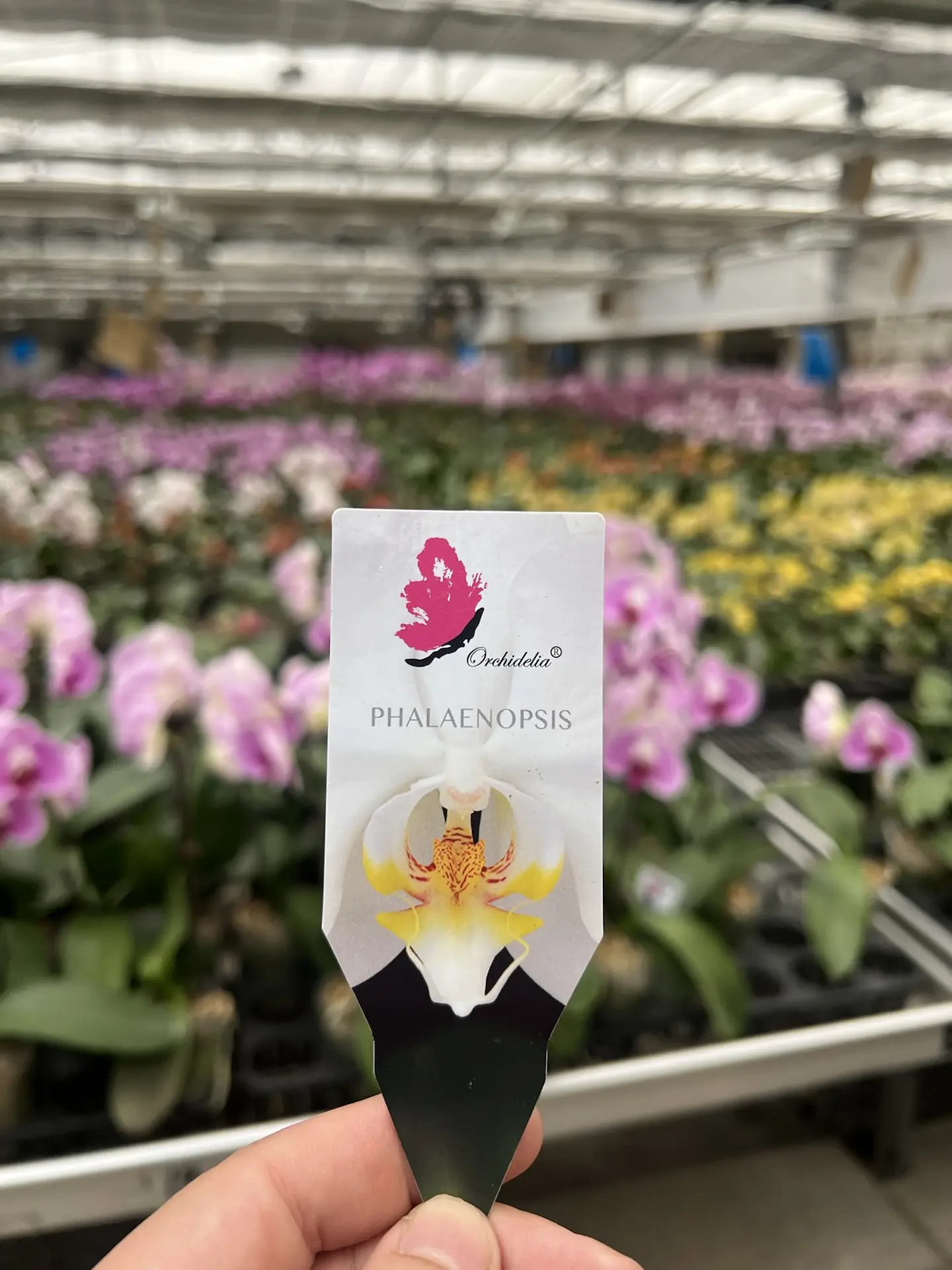 🌿 Тихий гигант орхидейного бизнеса на просторах Урала, Сибири и Дальнего Востока
