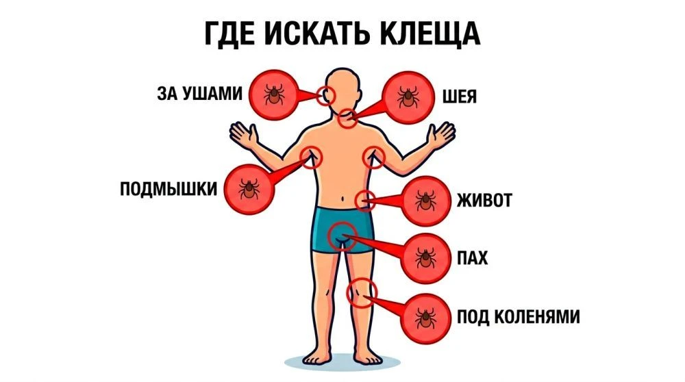 Все об укусах клещей.